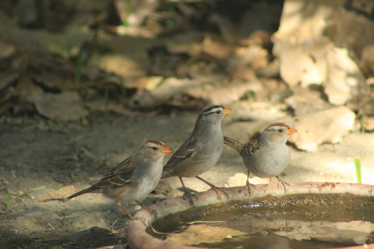 White-crowned Sparrow - ML610631065