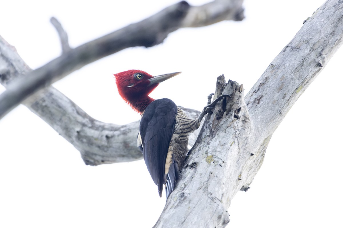 Robust Woodpecker - Tomaz Melo