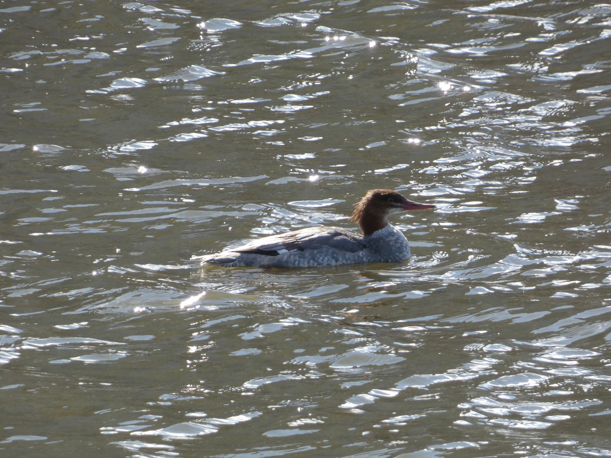 Common Merganser - Gabriel Magnus