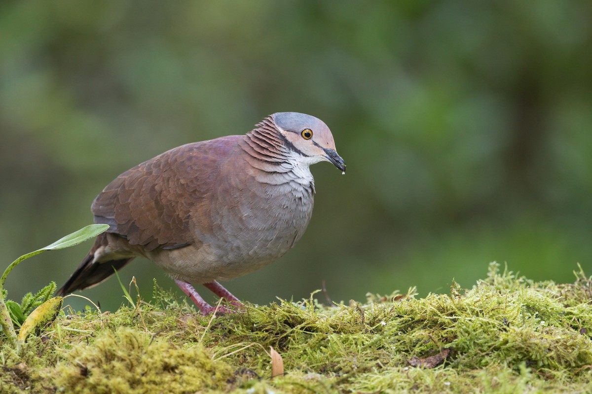 White-throated Quail-Dove - ML610631189