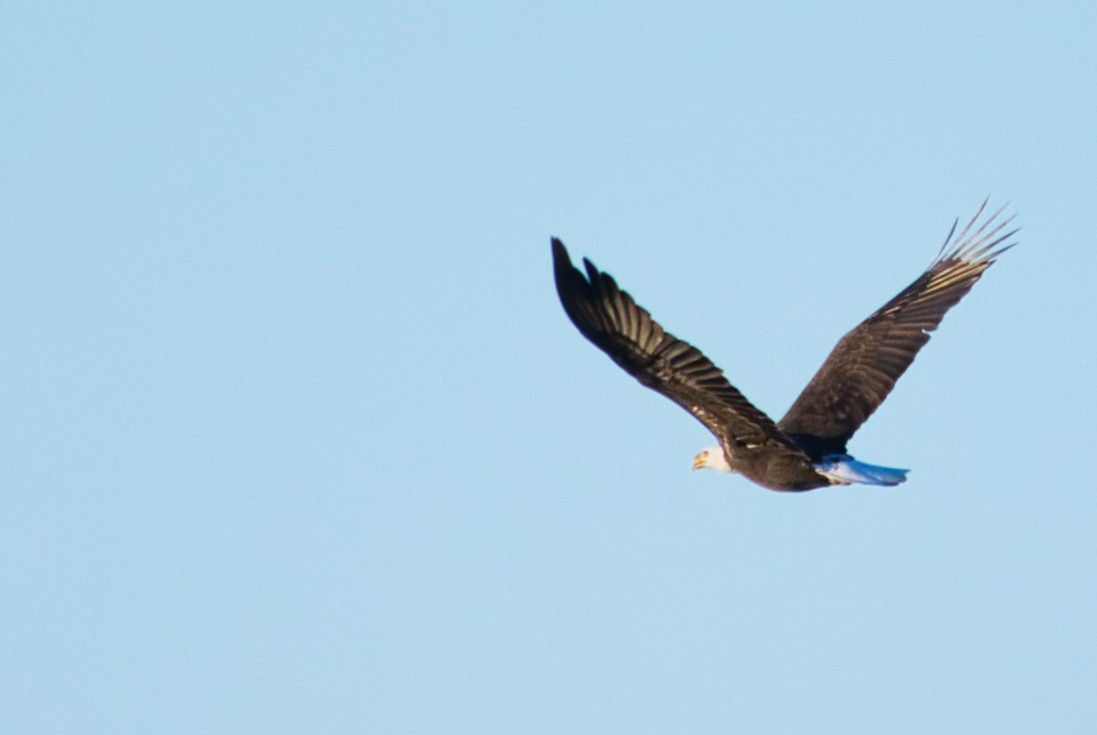 Bald Eagle - ML610631212