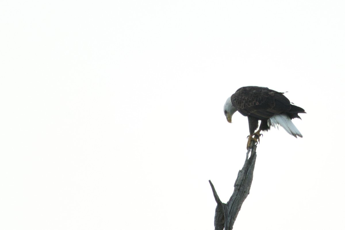 Bald Eagle - ML610631222