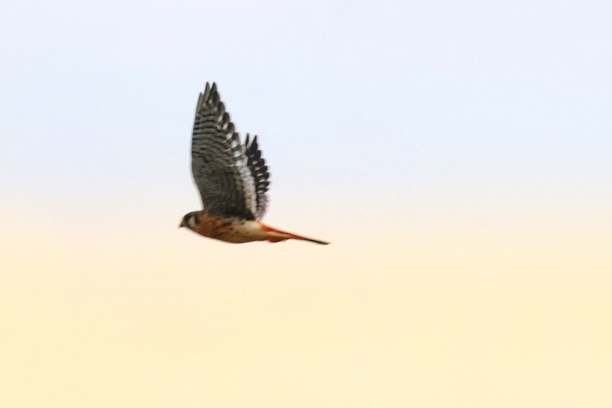 American Kestrel - ML610631225