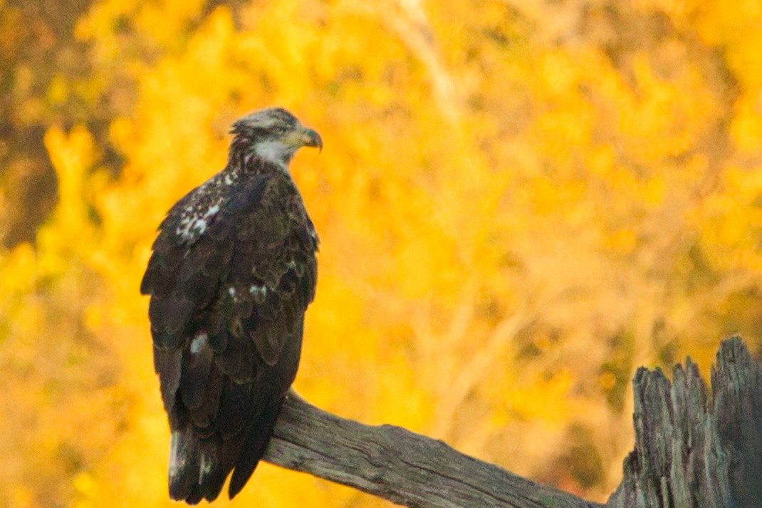 Bald Eagle - ML610631229