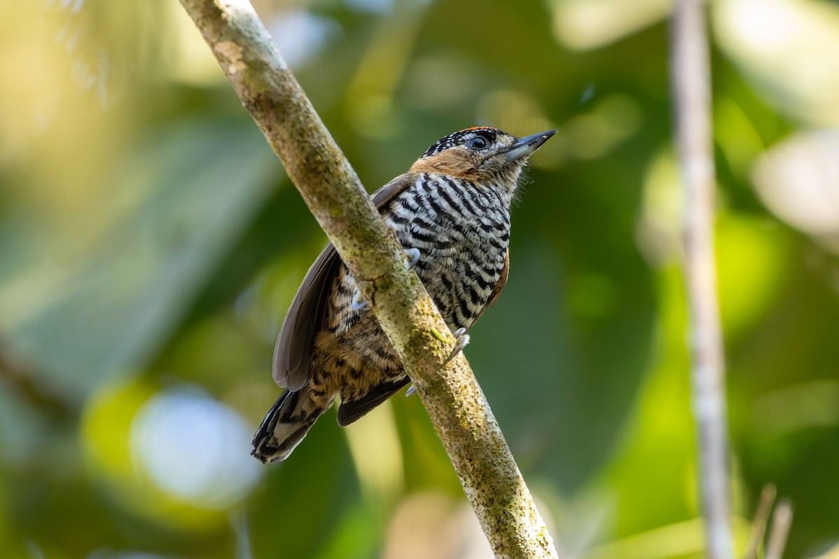 Ochre-collared Piculet - Tomaz Melo