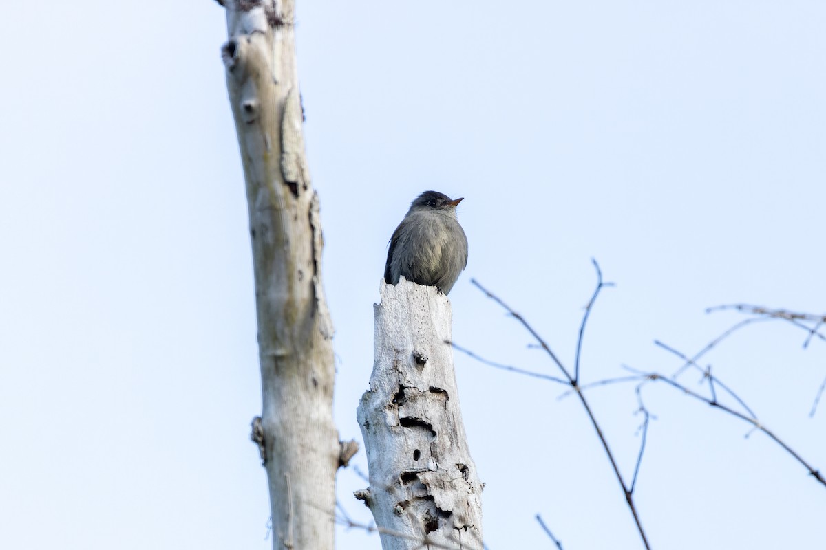 Southern Tropical Pewee - Tomaz Melo