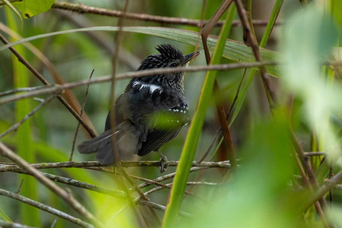 Dusky-tailed Antbird - Tomaz Melo