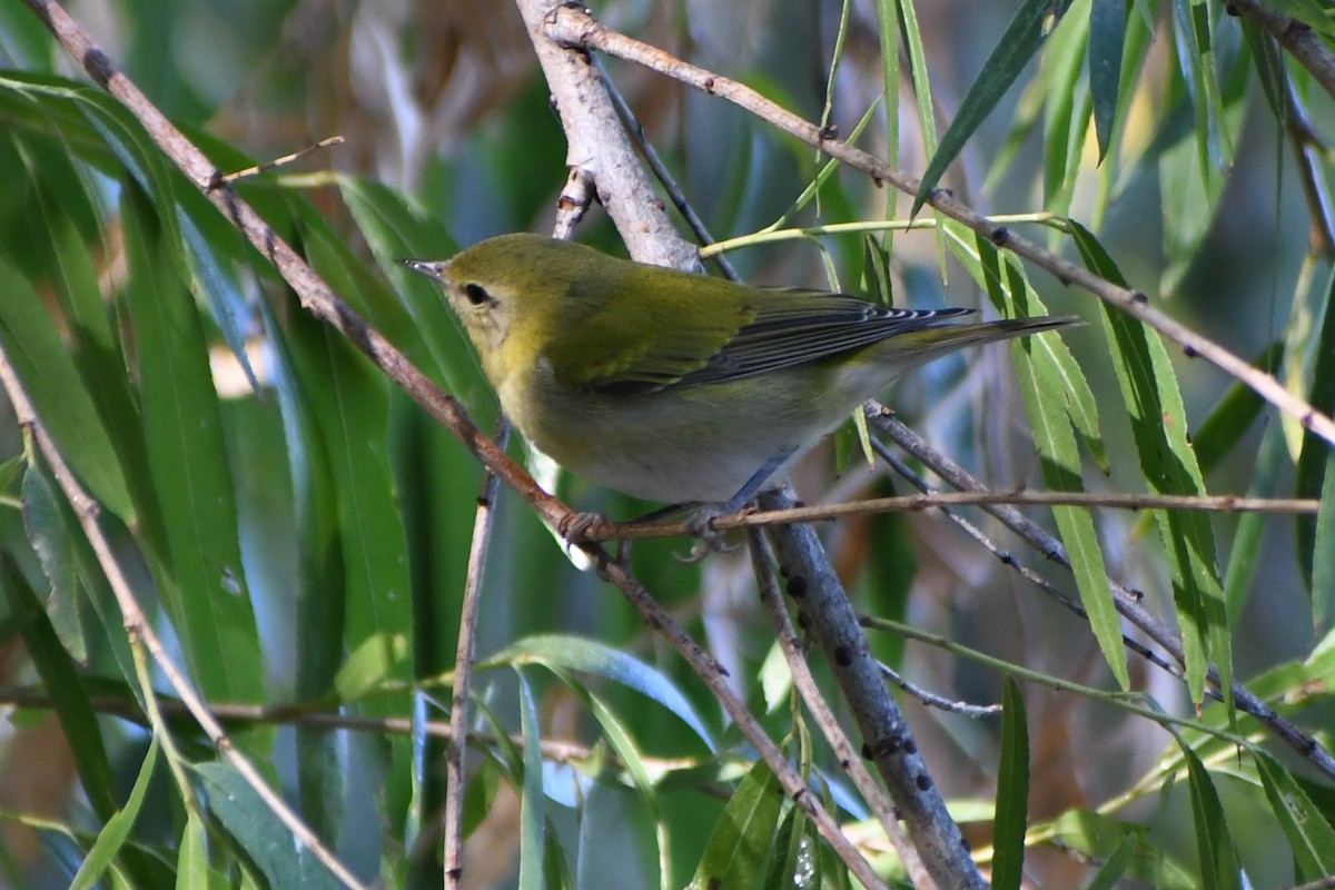 Tennessee Warbler - Tad Lamb