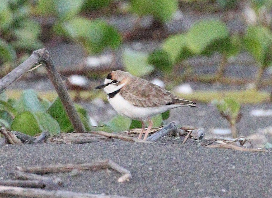 Collared Plover - ML610631361