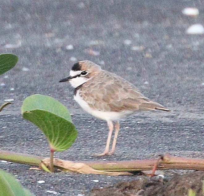Collared Plover - ML610631362