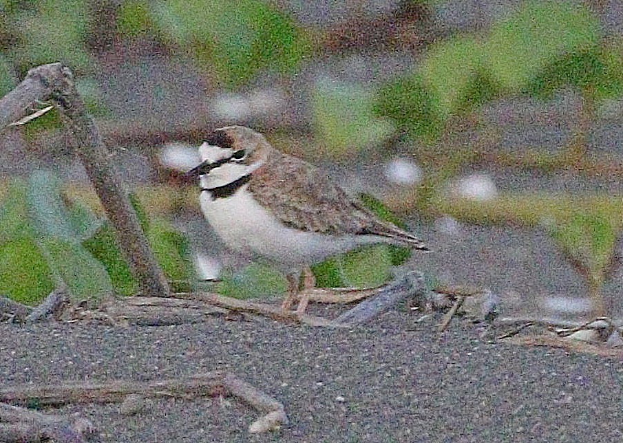 Collared Plover - ML610631363