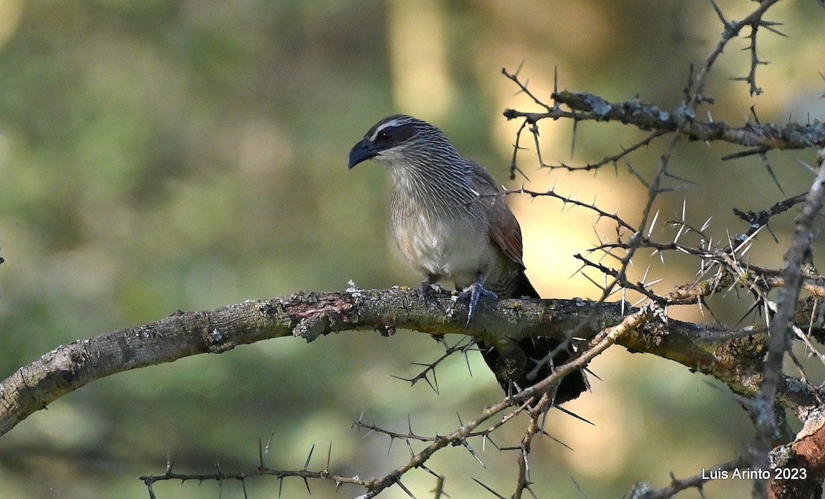 White-browed Coucal - ML610631364