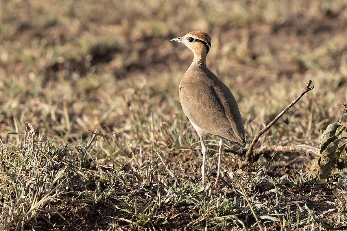 Temminck's Courser - ML610631371