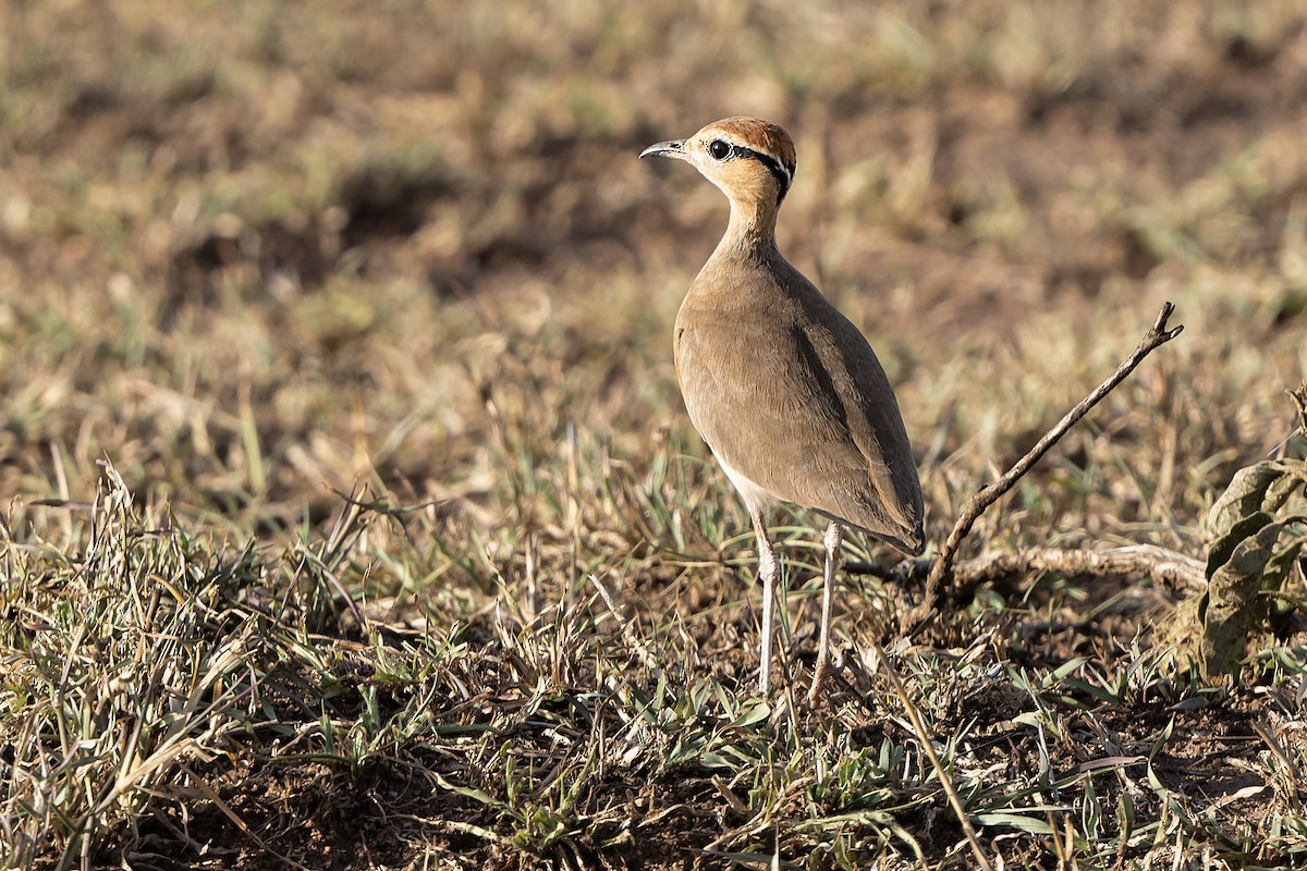 Temminck's Courser - ML610631371