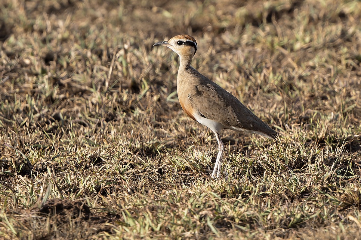 Temminck's Courser - ML610631372