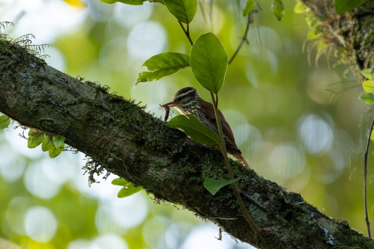 Streaked Xenops - Tomaz Melo