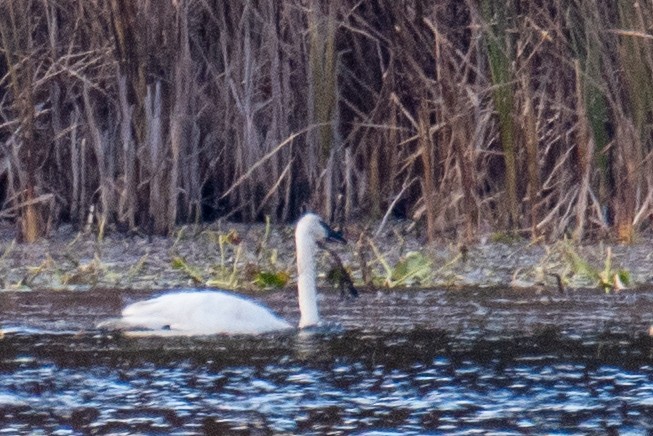 Tundra Swan - ML610631382