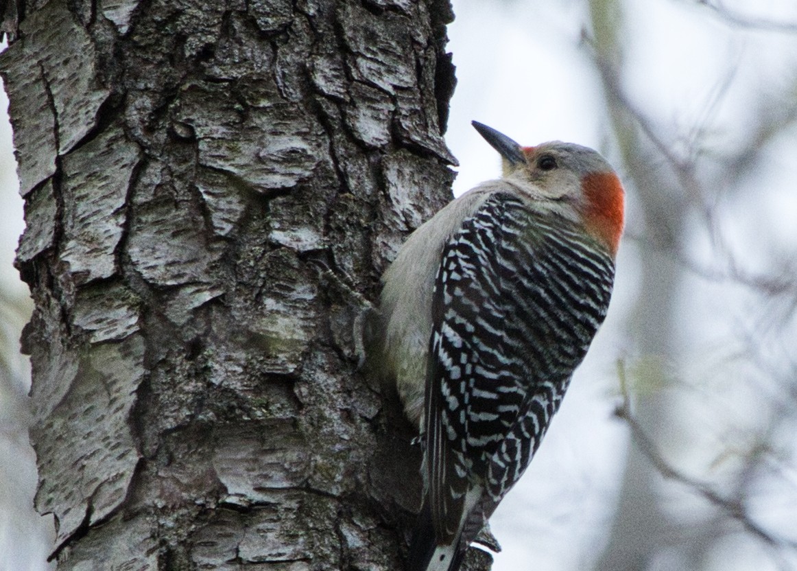 Red-bellied Woodpecker - Michael Guthrie