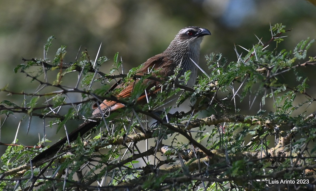 White-browed Coucal - ML610631461