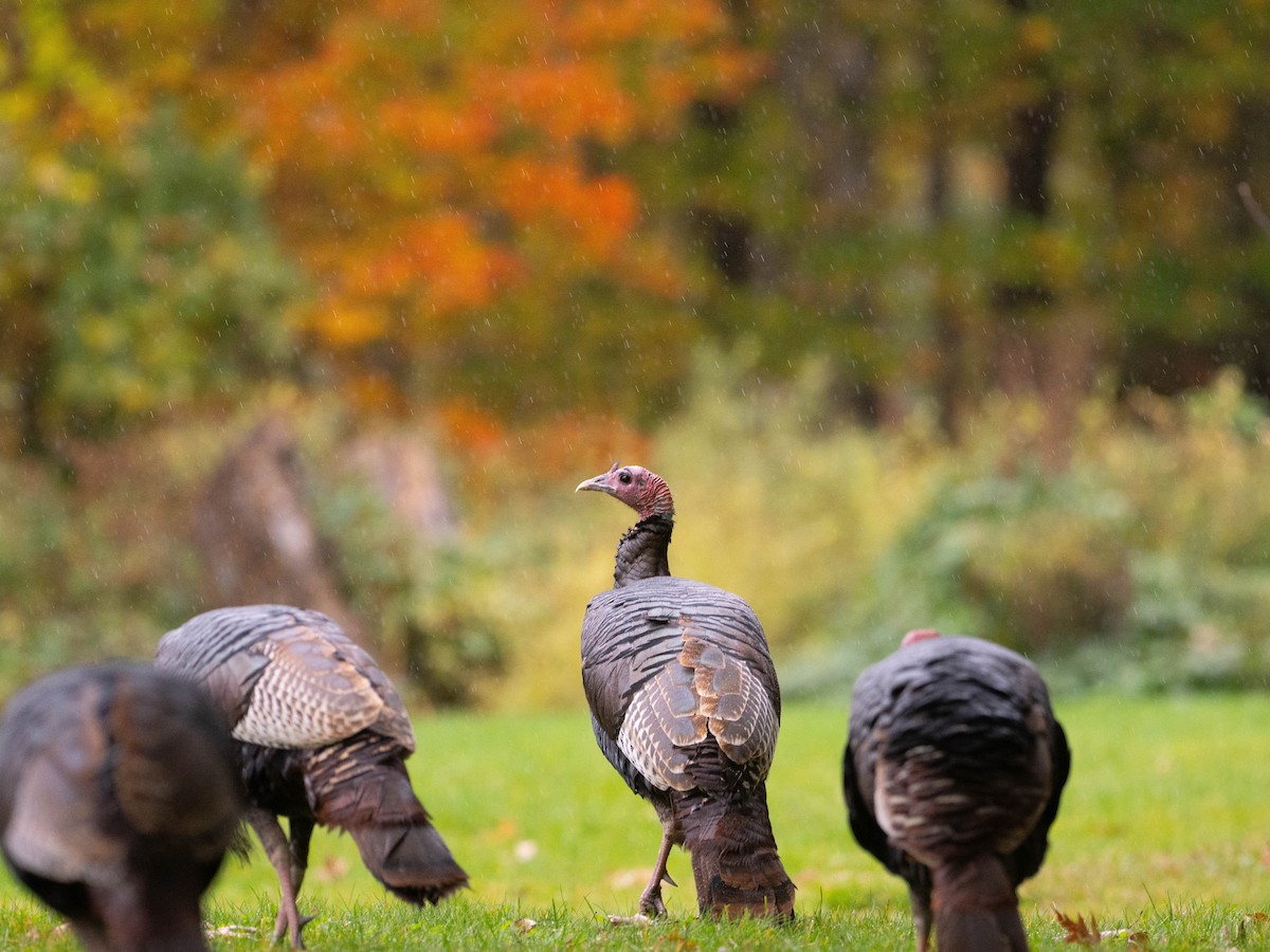 Wild Turkey - ML610631507