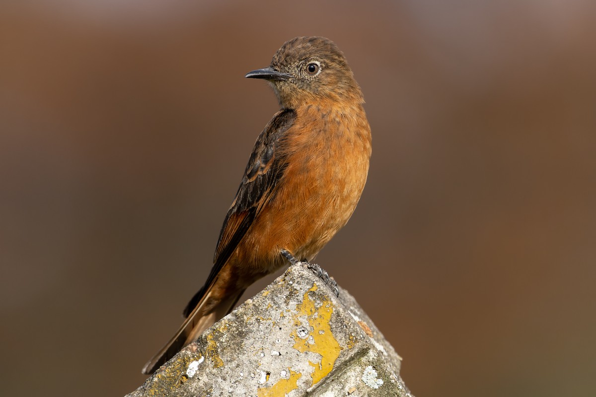 Cliff Flycatcher - ML610631757