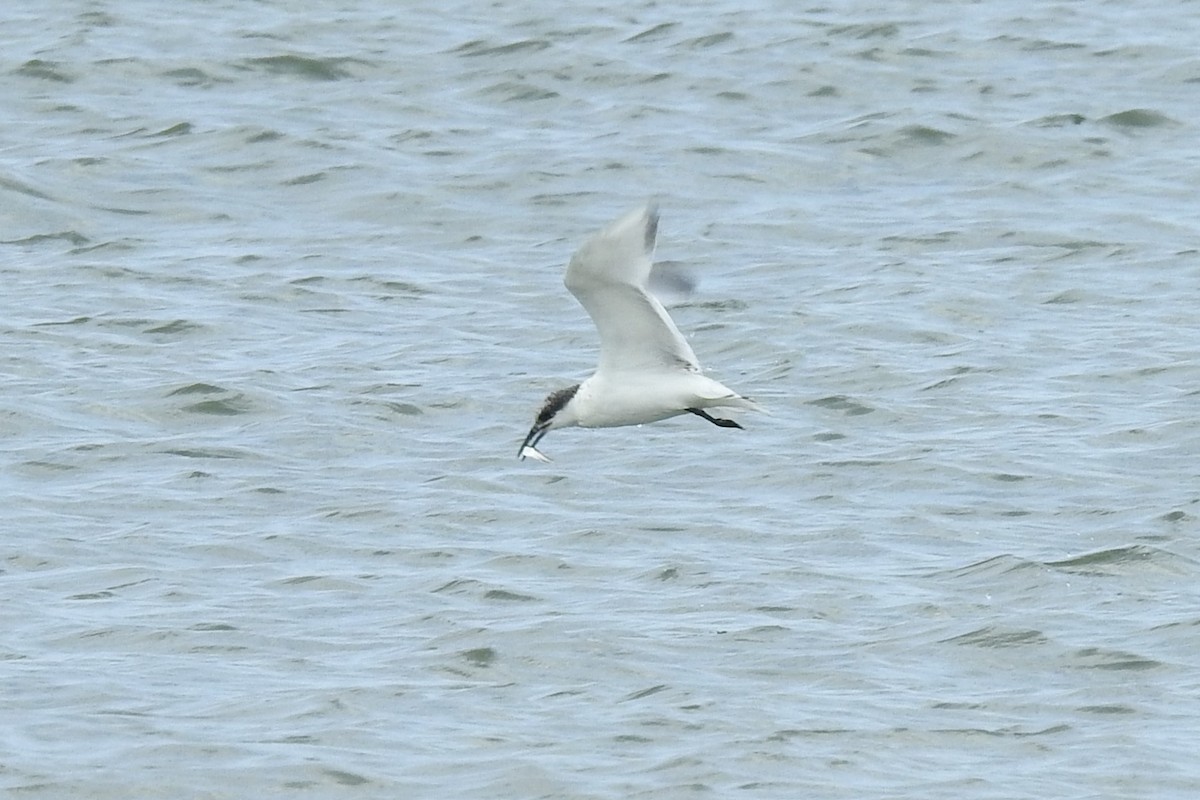 Sandwich Tern - ML610631777