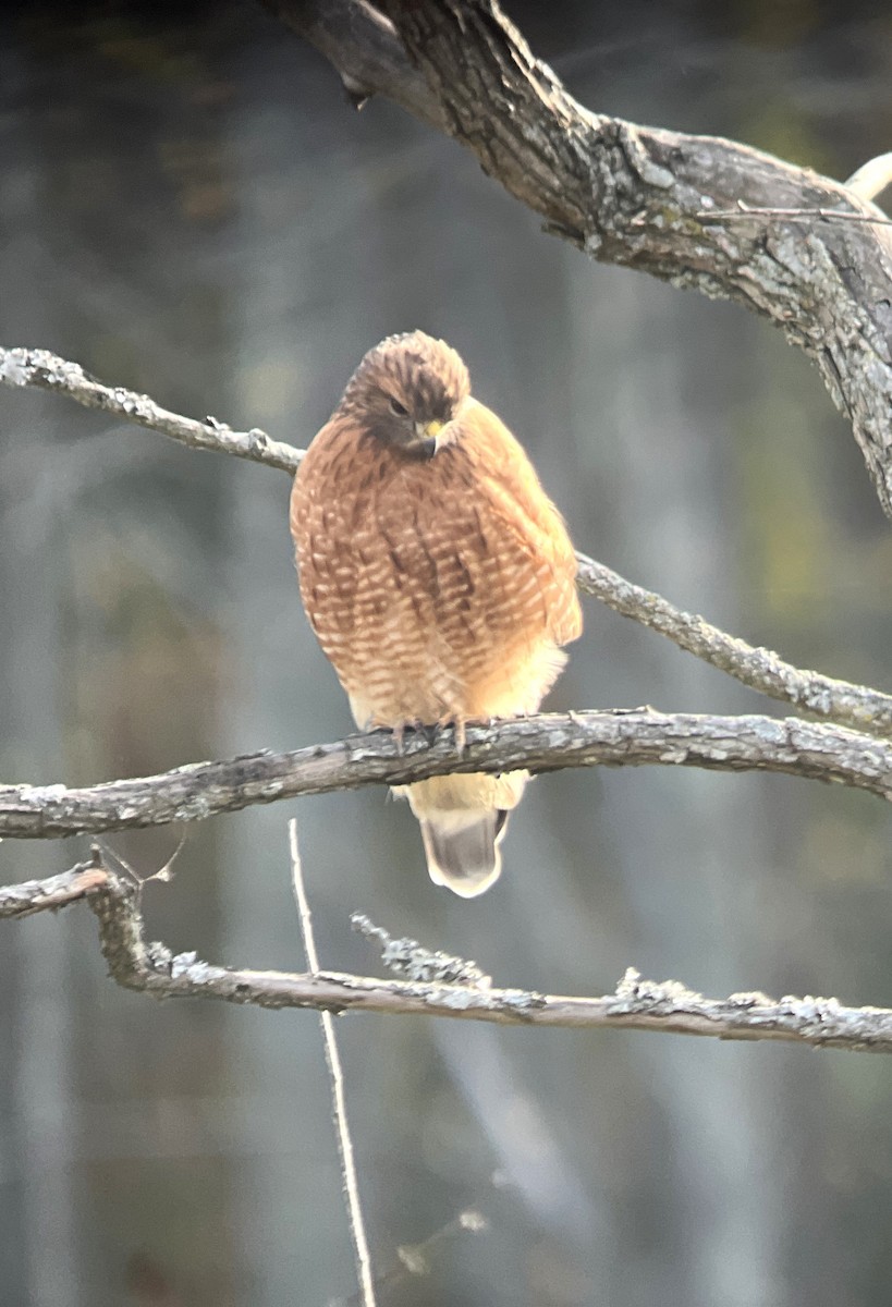 Red-shouldered Hawk - ML610631813