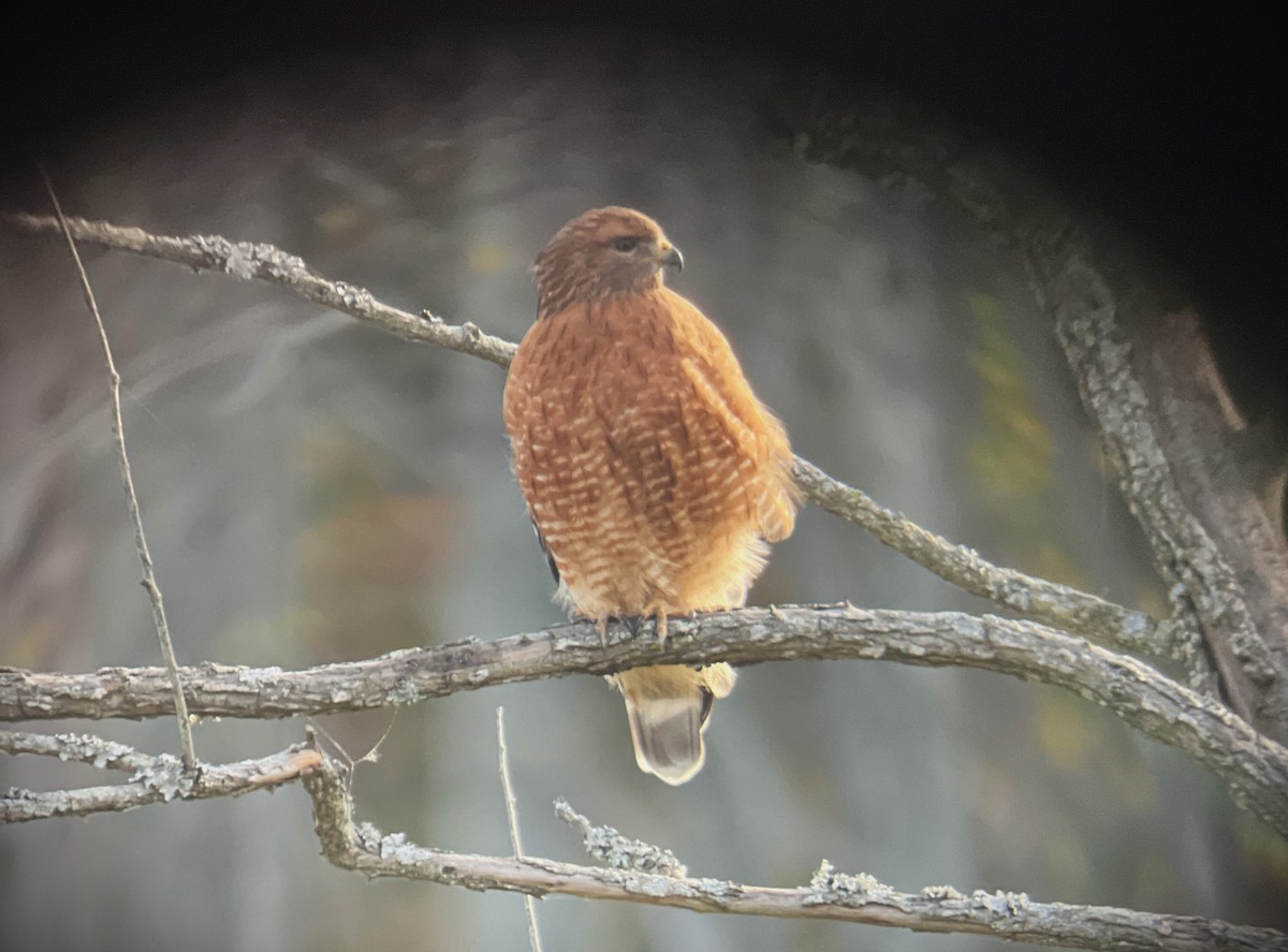 Red-shouldered Hawk - ML610631814