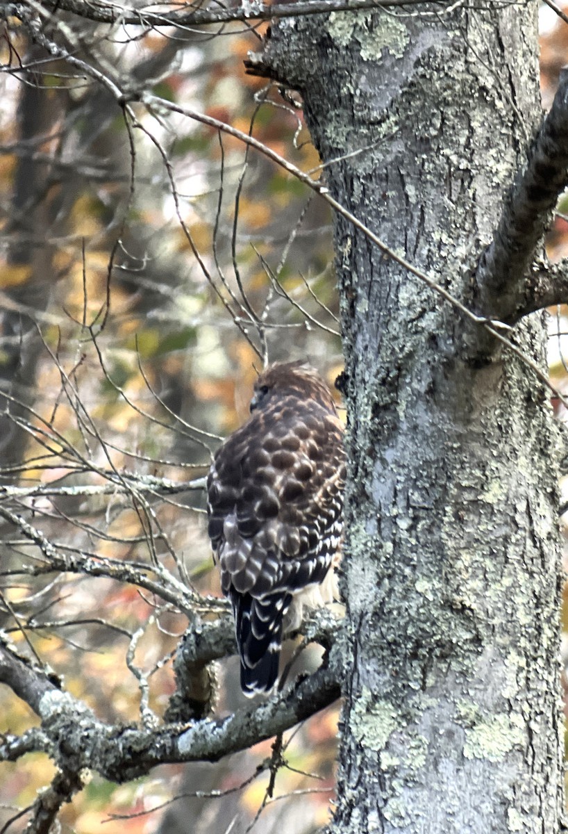 Red-shouldered Hawk - ML610631815