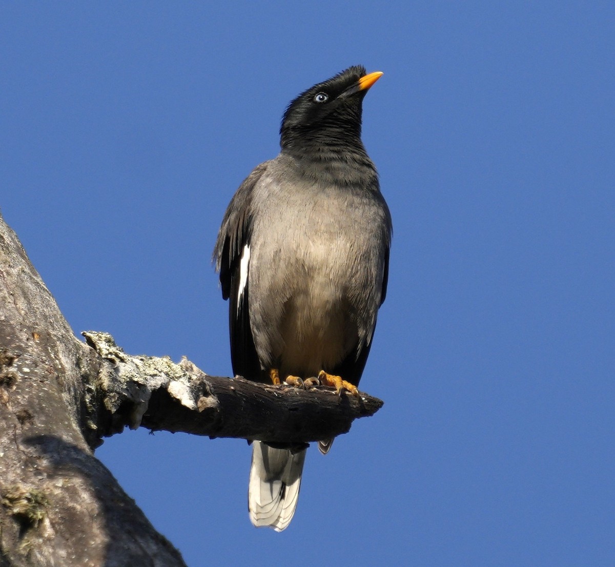 Jungle Myna - Ethan Skinner