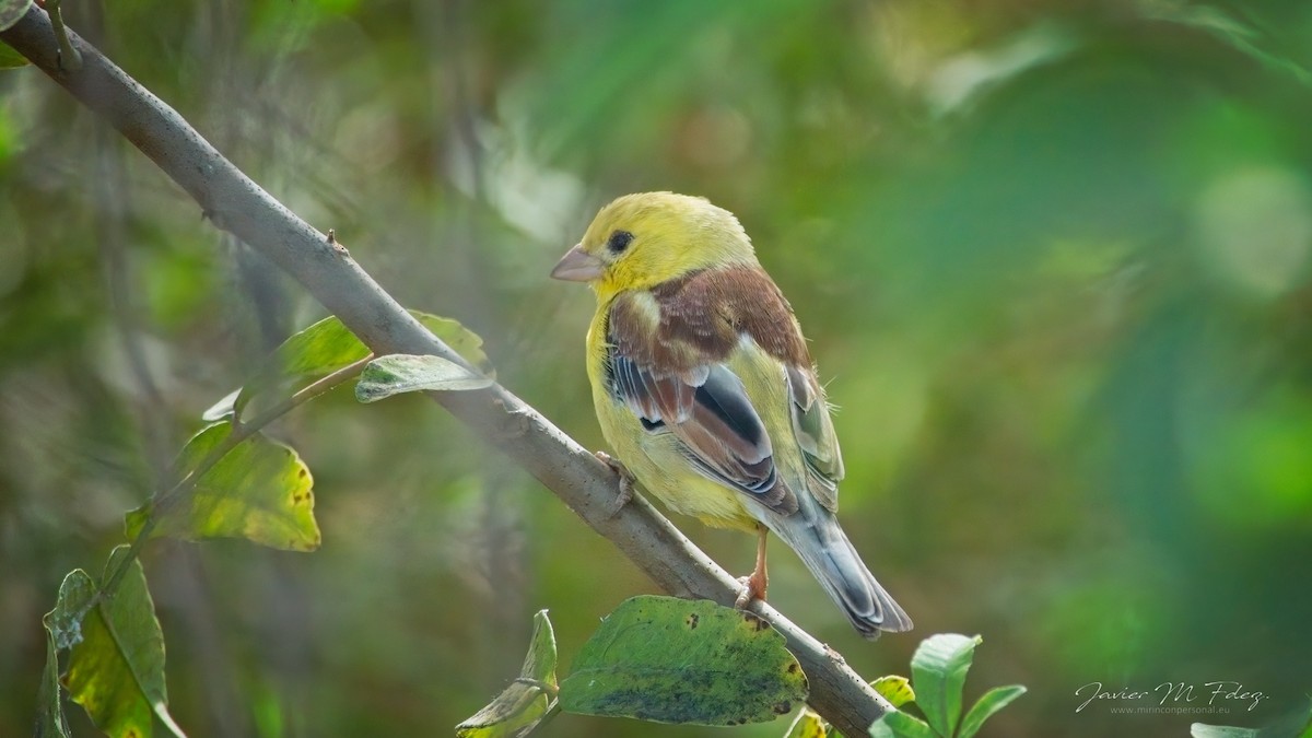 Sudan Golden Sparrow - ML610631889