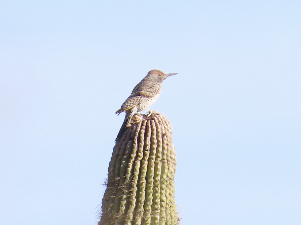 Gilded Flicker - Babs Buck