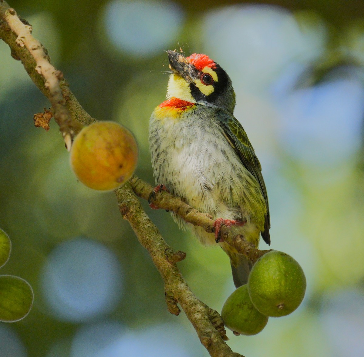 Coppersmith Barbet - ML610631927