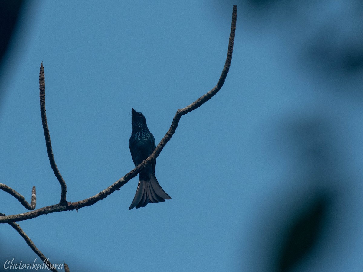 Drongo Bronceado - ML610631943