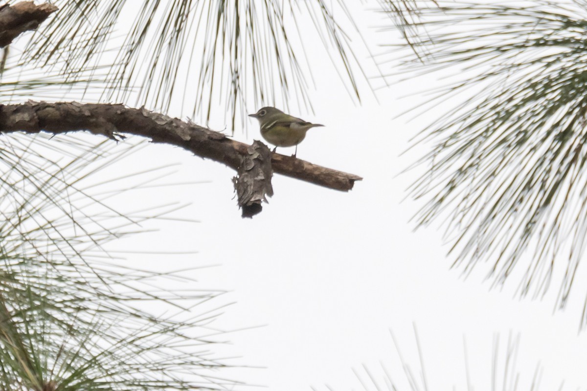 Blue-headed Vireo - ML610631966