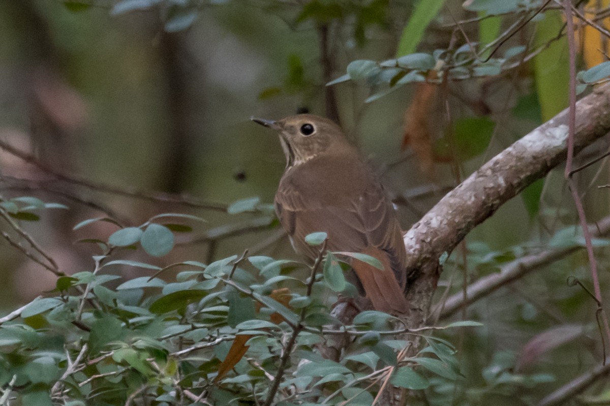 Hermit Thrush - ML610631981