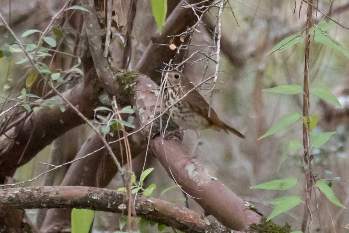 Hermit Thrush - ML610631982