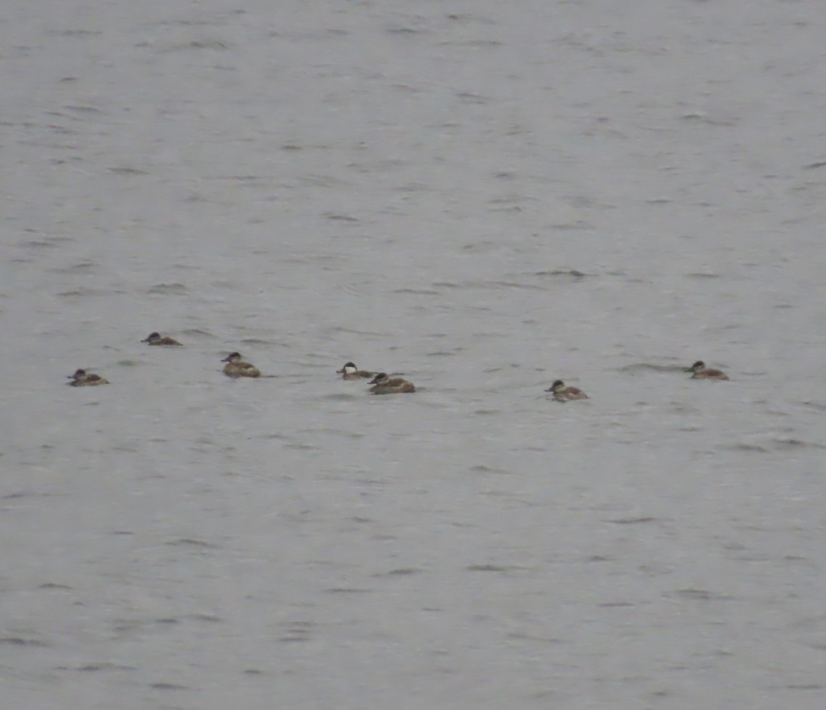 Ruddy Duck - ML610631992