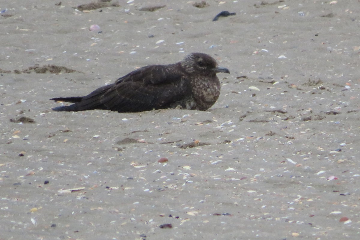 Parasitic Jaeger - ML610632005