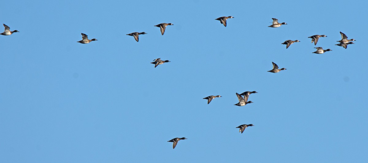 Ring-necked Duck - ML610632034
