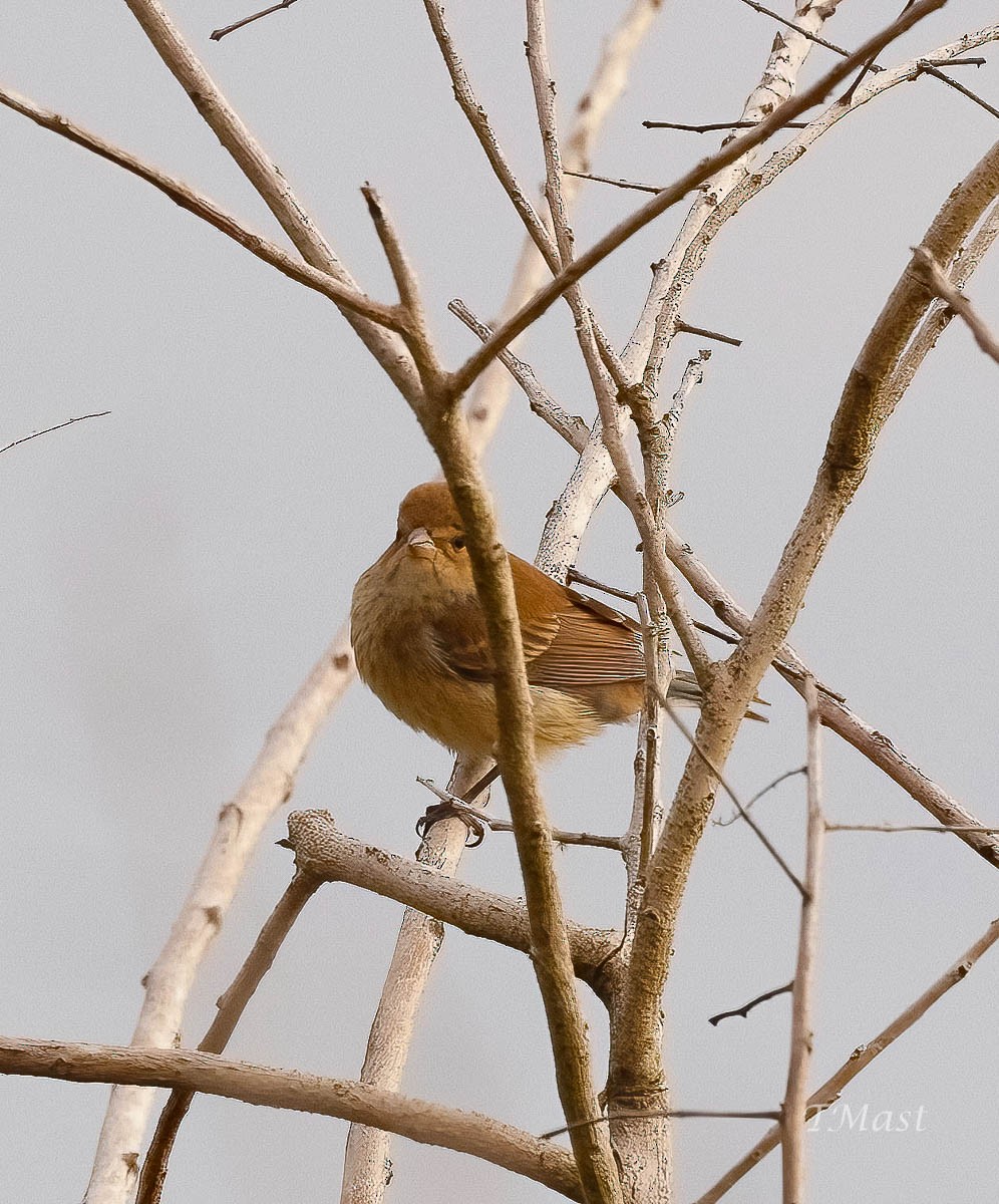 Indigo Bunting - ML610632069