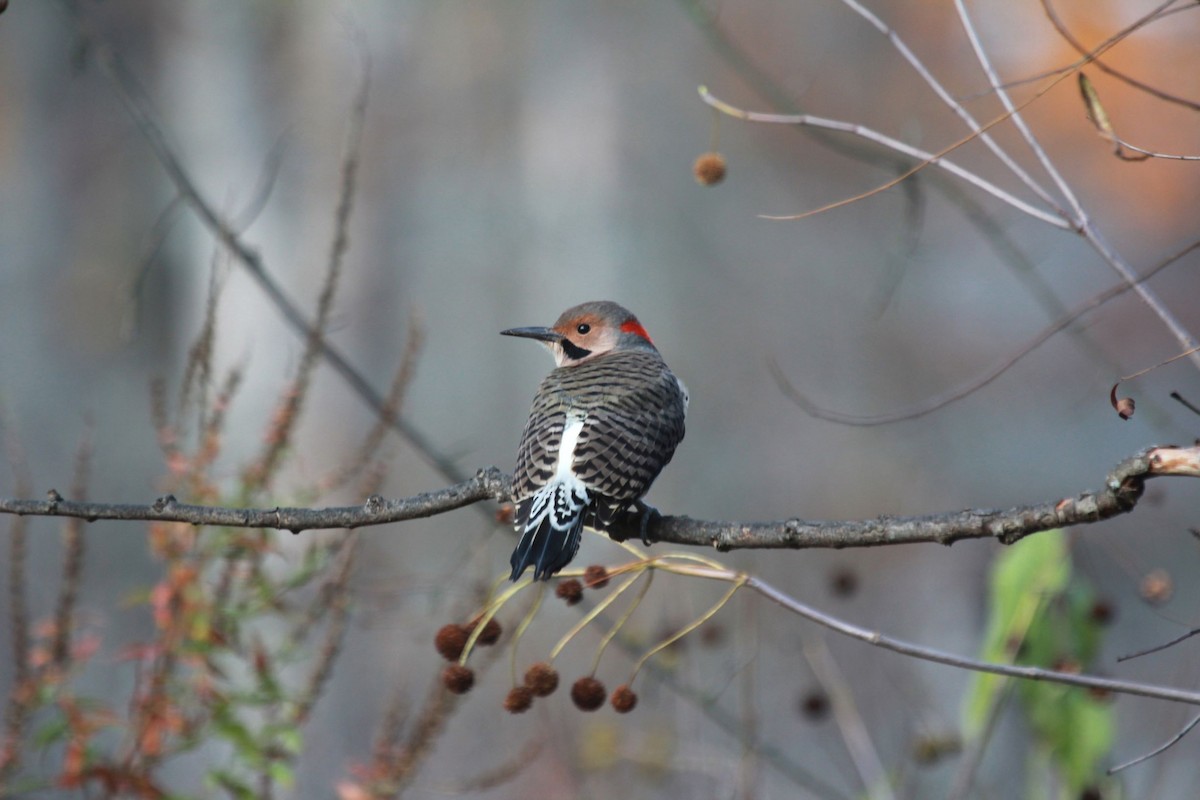 Northern Flicker - ML610632157