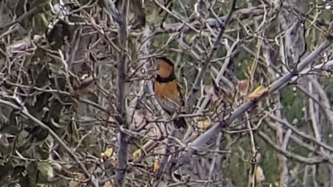 Varied Thrush - ML610632159