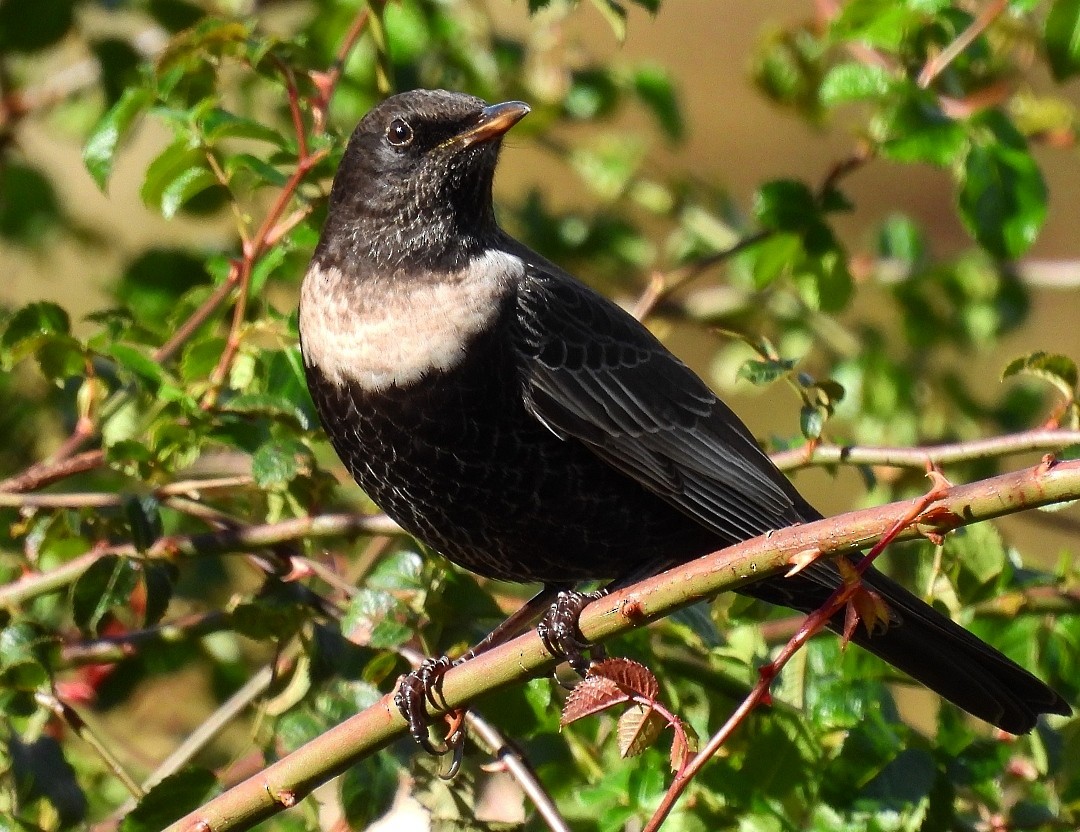 Ring Ouzel - ML610632161