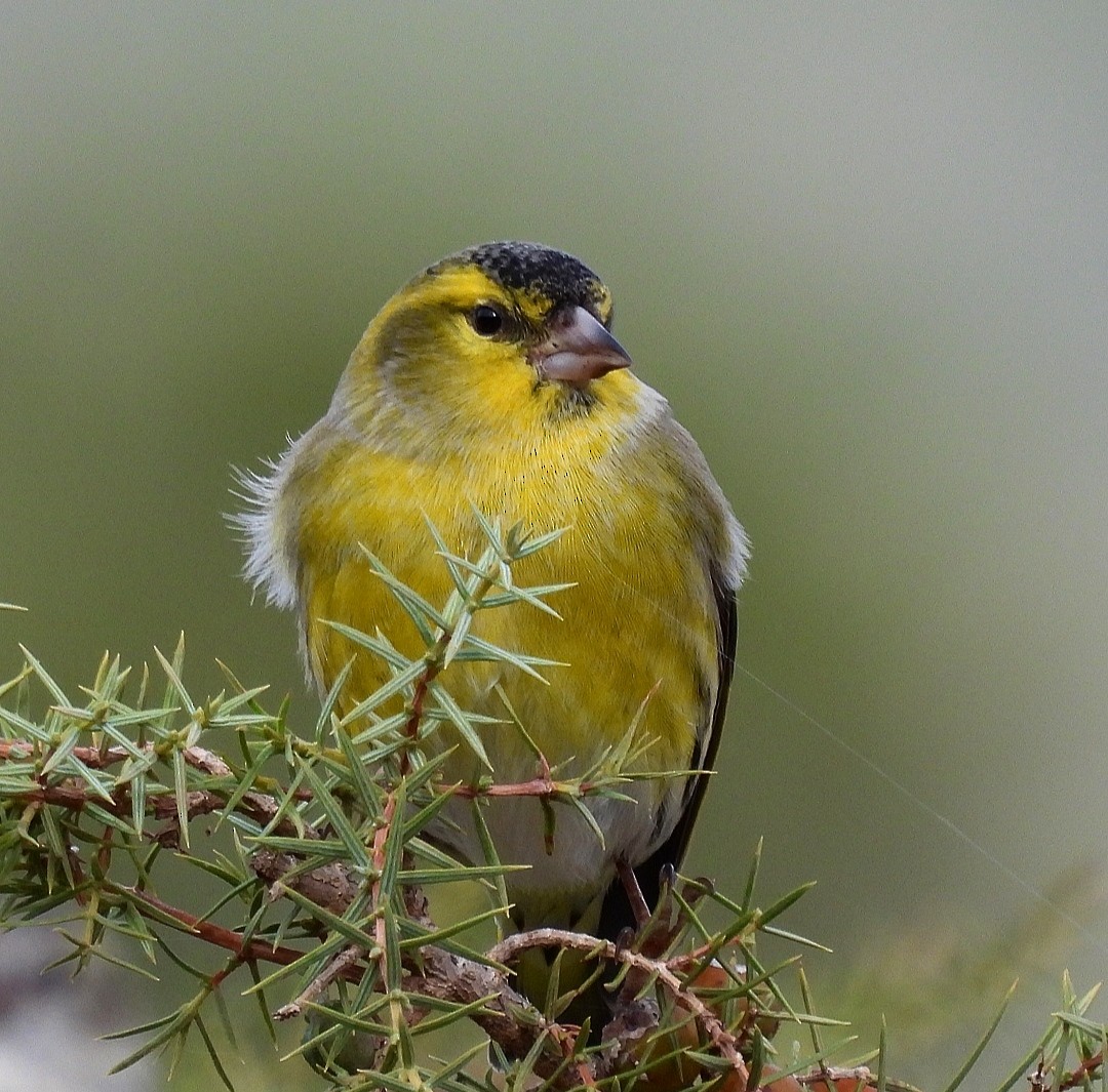 Eurasian Siskin - ML610632170