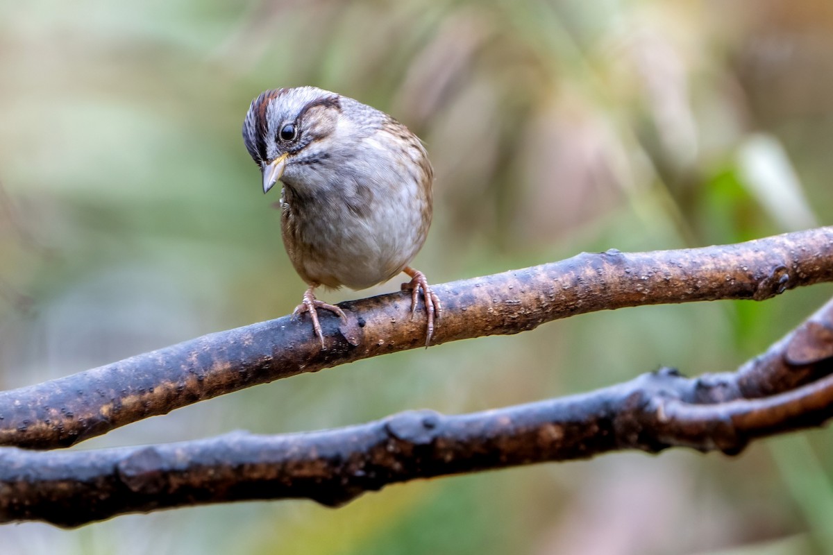 Swamp Sparrow - ML610632236