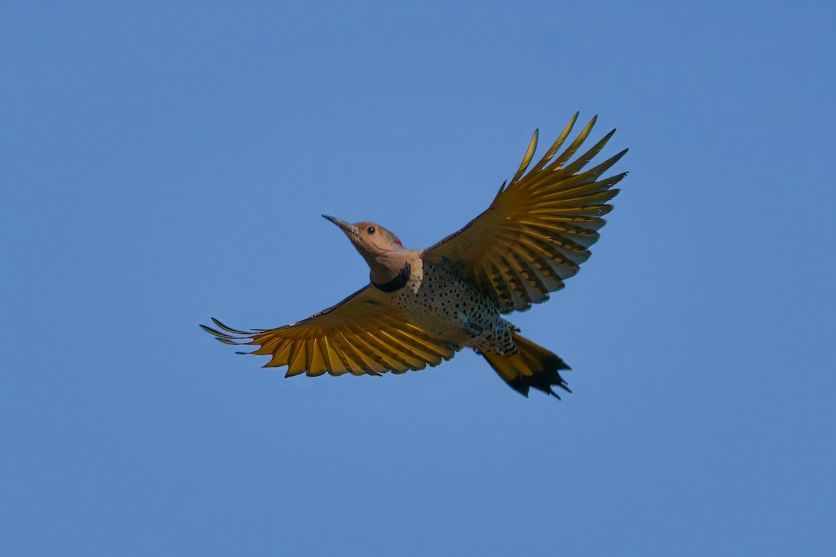 Northern Flicker - ML610632257