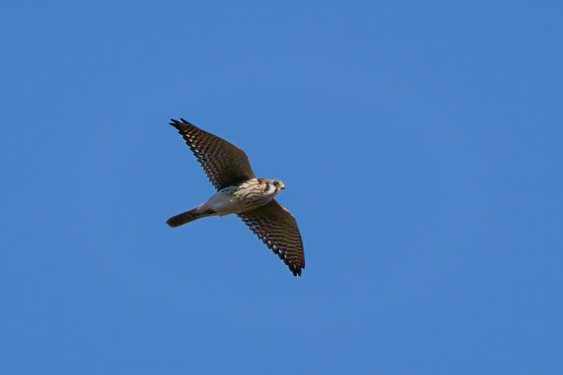 American Kestrel - ML610632258