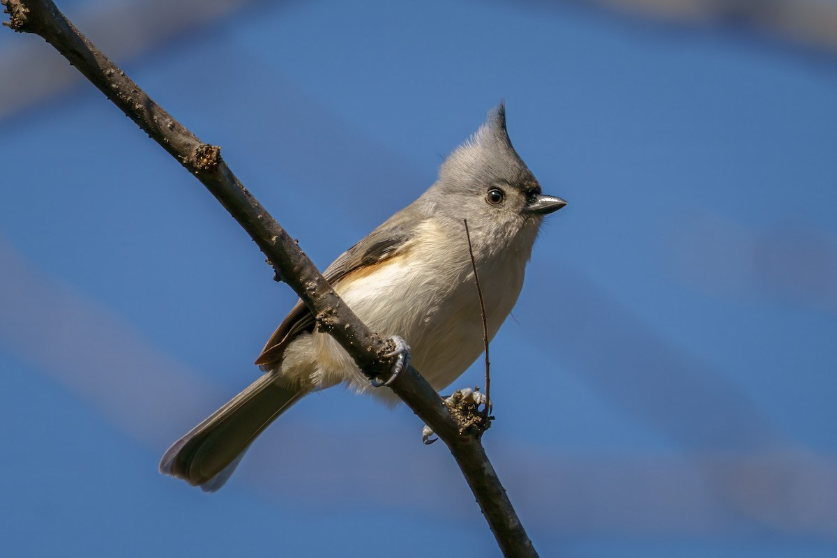 Tufted Titmouse - ML610632266