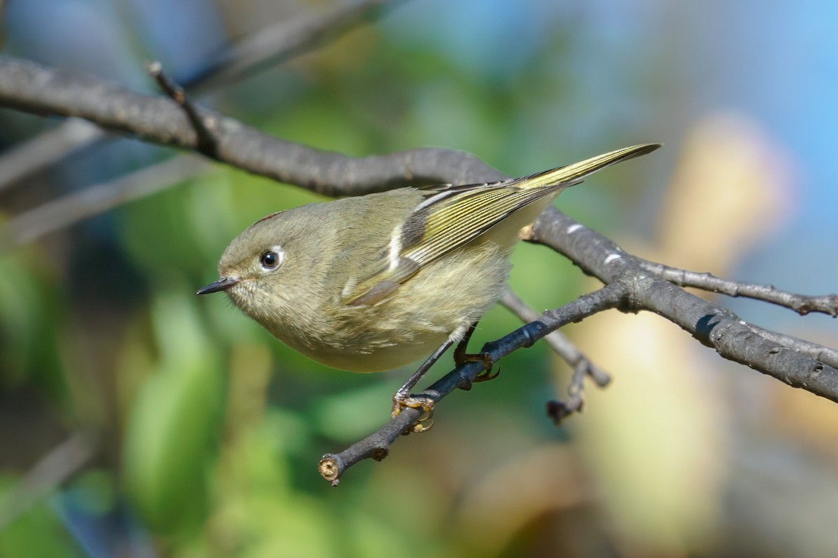 Ruby-crowned Kinglet - ML610632267